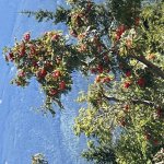 Iwona - Apartament Esensja