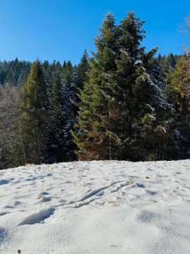 Na Świerkowym Strychu