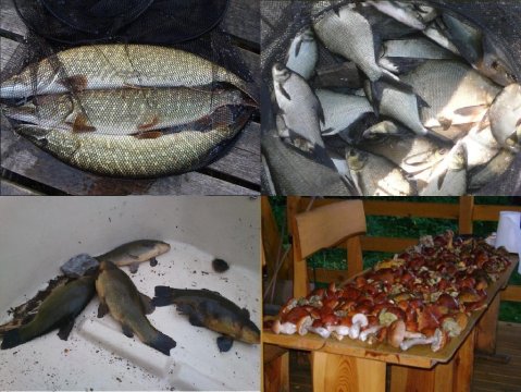 Ryby i grzyby - zdjęcia naszych gości - Domki - Łódka z Silnikiem Gratis