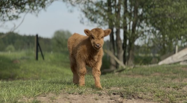 Farma Puchałowo