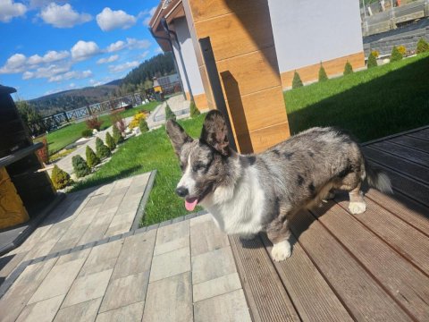 Dom na Wzgórzu SŁOŃCE na wyłączność JACUZZI ELEKTRYCZNE SAUNA ROWERY