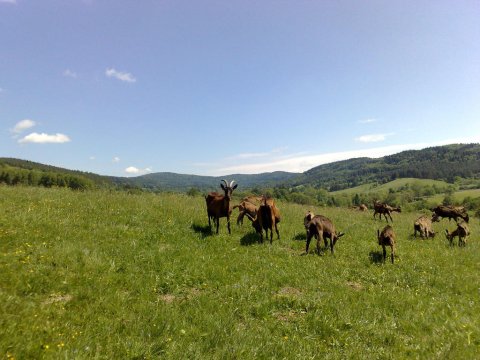 Nasze kozy na bieszczadzkich łąkach - Ekskluzywna agroturystyka, jak z bajki! Do nas się wraca!