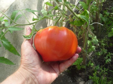 pomidorki ekologiczne z naszej szklarni - Magnolia agroturystyka