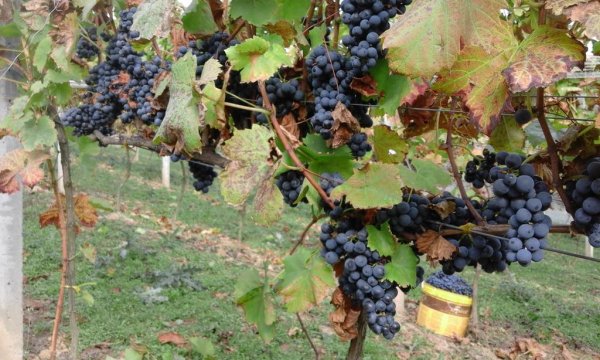 Nasza winnica - We młynie | Gospodarstwo Agroturystyczne u wrót Ojcowskiego Parku Narodowego