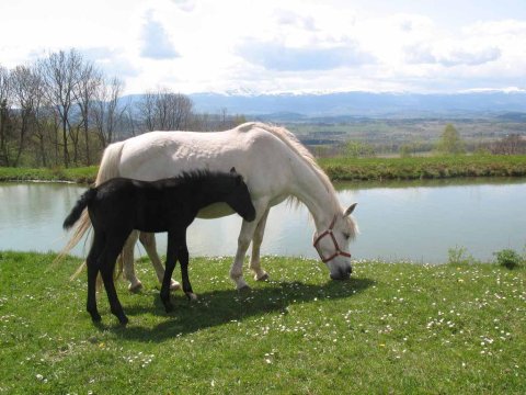 Konie nad stawem - Szałas Muflon - pokoje z widokiem na Karkonosze - jazda konna - domowa kuchnia