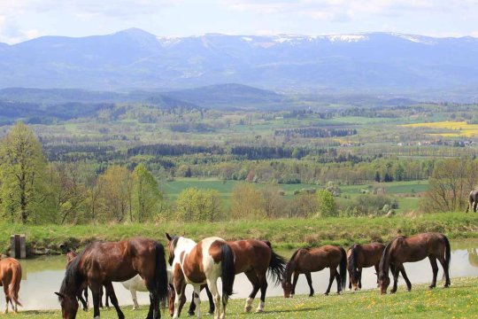 Nasze konie i widok na Karkonosze - Szałas Muflon - pokoje z widokiem na Karkonosze - jazda konna - domowa kuchnia
