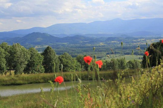 Kwitnąca górska łąka z widokiem na Karkonosze - Szałas Muflon - pokoje z widokiem na Karkonosze - jazda konna - domowa kuchnia