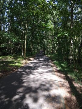 ścieżka rowerowa w pobliskim lesie - Kawalerka koło plaży i pięknego parku.