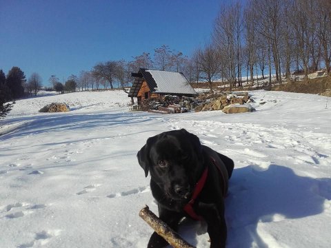 Domek z kominkiem w ustronnym miejscu w lesie nad stawami.