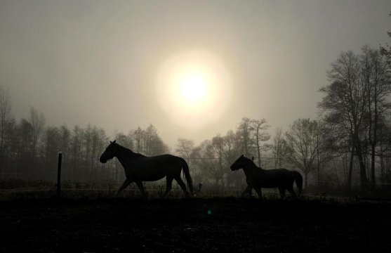 Stajnia Alado - Gospodarstwo Agroturystyczne