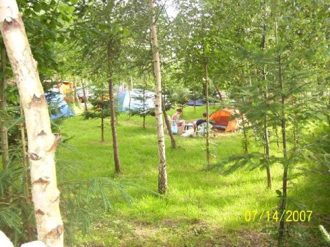 Pole namiotowe "Pod brzozami"