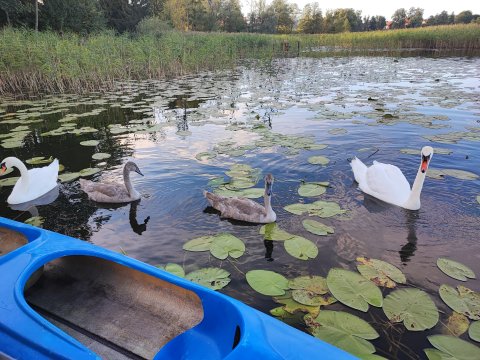 Domki letniskowe - działka z linią brzegową jeziora. Mazury 