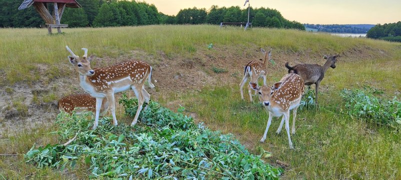 Miła Dolina- domki nad jeziorem na Mazurach