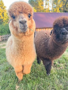 Pienińskie Herbarium dobre samopoczucie, wellness, mini zoo, poczujesz folklor Pienin