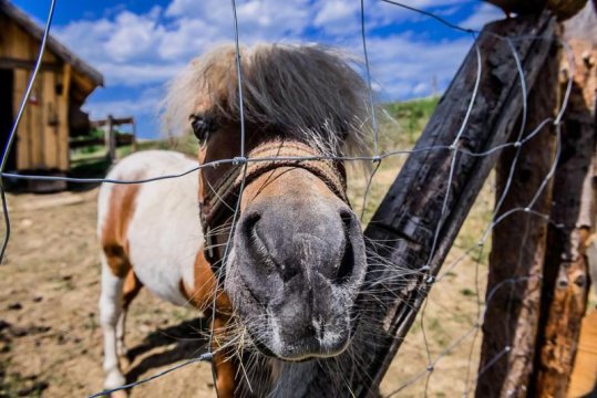 Pienińskie Herbarium dobre samopoczucie, wellness, mini zoo, poczujesz folklor Pienin