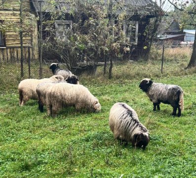 Domek Regionalny Bąkowo Chatka