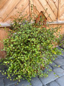 Domek Regionalny Bąkowo Chatka