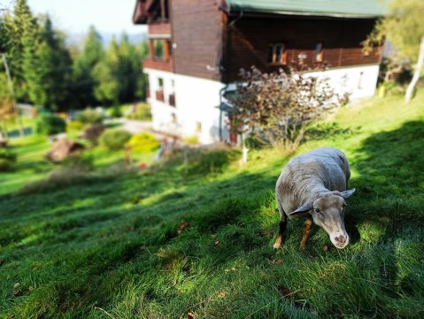 Wiślany Raj - Góry i lasy