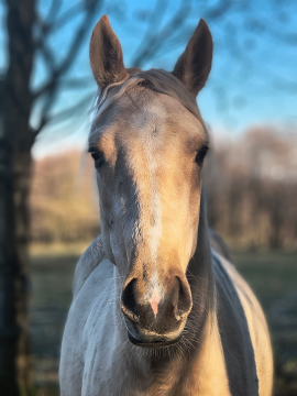 ApaLuza - Góry Izerskie & Karkonosze
