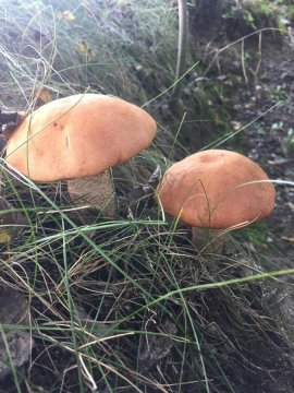 Wypoczynek na wsi Pod Akacją