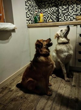 Bieszczadzka Sielanka