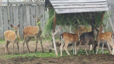 Święta Katarzyna ,, Pod Jeleniami " - Sylwester