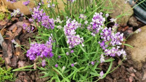 Lawendowy zakątek - Sylwester