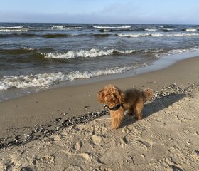 Apartamenty blisko plaży na Wyspie Sobieszewskiej 