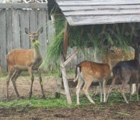 Święta Katarzyna ,, Pod Jeleniami "