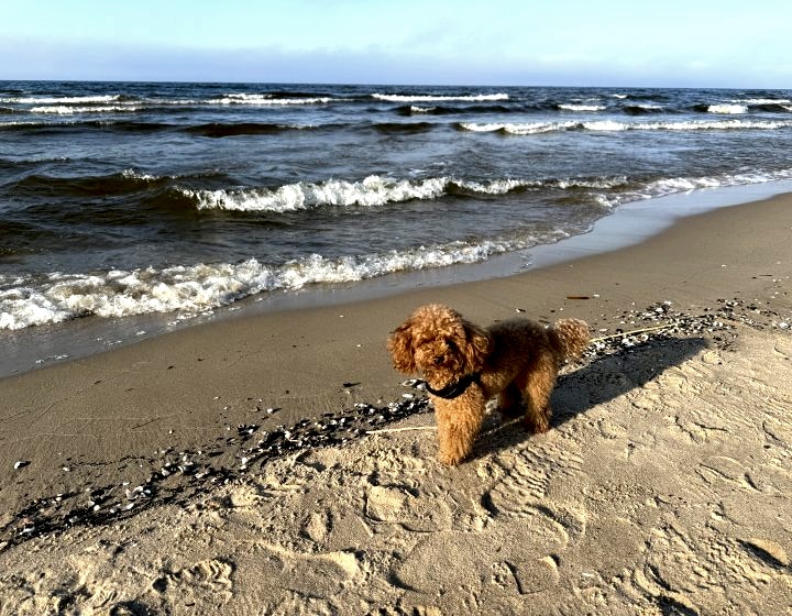 Apartamenty blisko plaży na Wyspie Sobieszewskiej