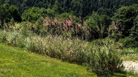 Czarna Decha Apartament