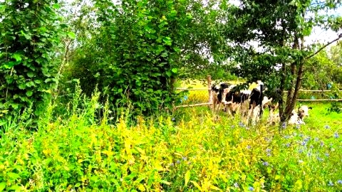 Agroturystyka "Dobre czasy"