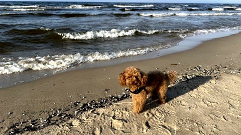 Apartamenty blisko plaży na Wyspie Sobieszewskiej 