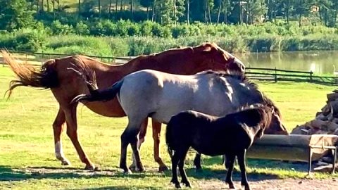 Agrotourist Maryska Małe Leźno