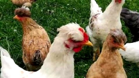 Agroturystyka Pod Lasem