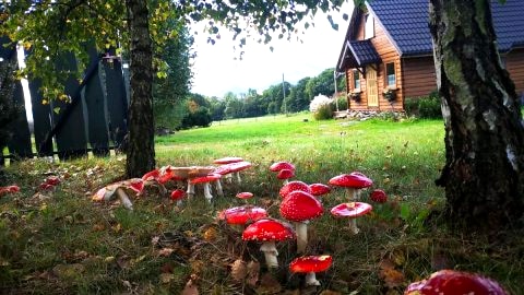 Domek na Kamieńcu