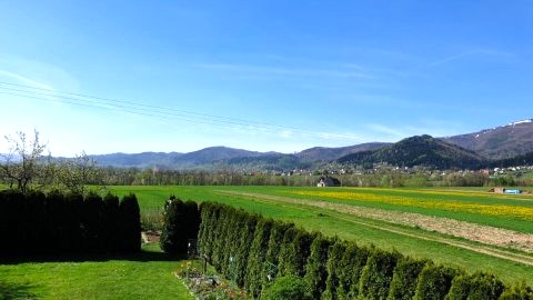 Liliowa