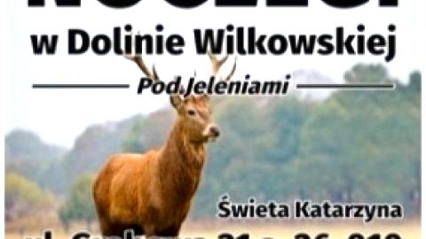 Święta Katarzyna ,, Pod Jeleniami "prawdziwymi 