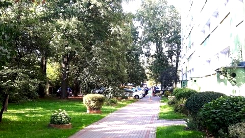 motylek