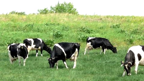 Agroturystyka u Króżlów. Swojskie wyżywienie dla gości