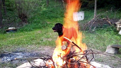 Domek z kominkiem w ustronnym miejscu w lesie nad stawami.