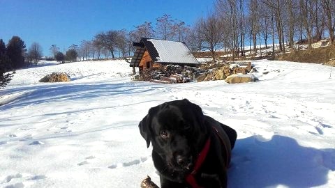 Domek z kominkiem w ustronnym miejscu w lesie nad stawami.