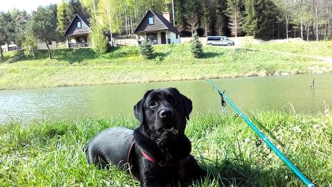 Domek z kominkiem w ustronnym miejscu w lesie nad stawami.