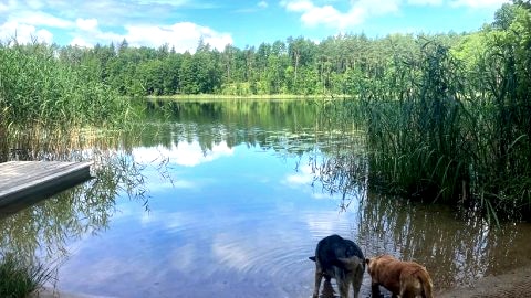 Nasze łagodne zejście do wody przy naszej prywatnej plaży nad jeziorem