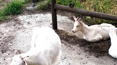 Pokoje do wynajęcia gospodarstwo ekoagroturystyczne "Zacisze"