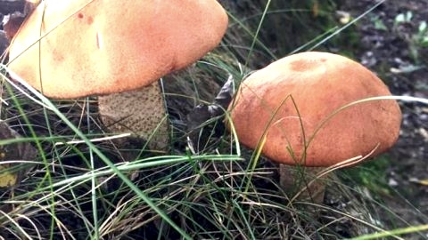 Wypoczynek na wsi Pod Akacją