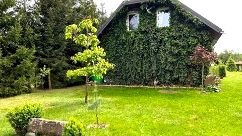 Pucówka na skraju Puszczy Białowieskiej