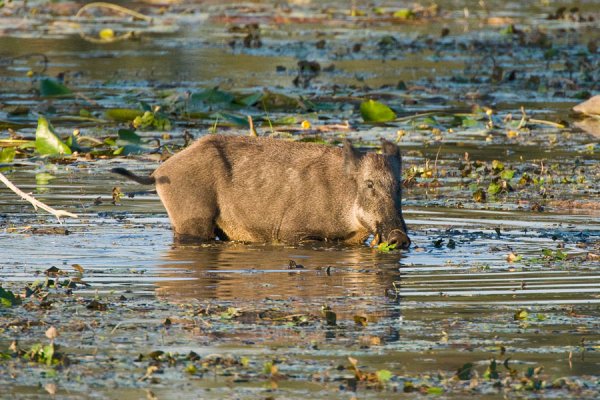 Kopacki Rit Nature Park