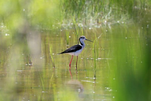 Vransko Jezero Nature Park
