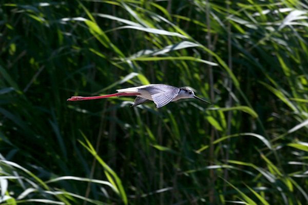 Vransko Jezero Nature Park